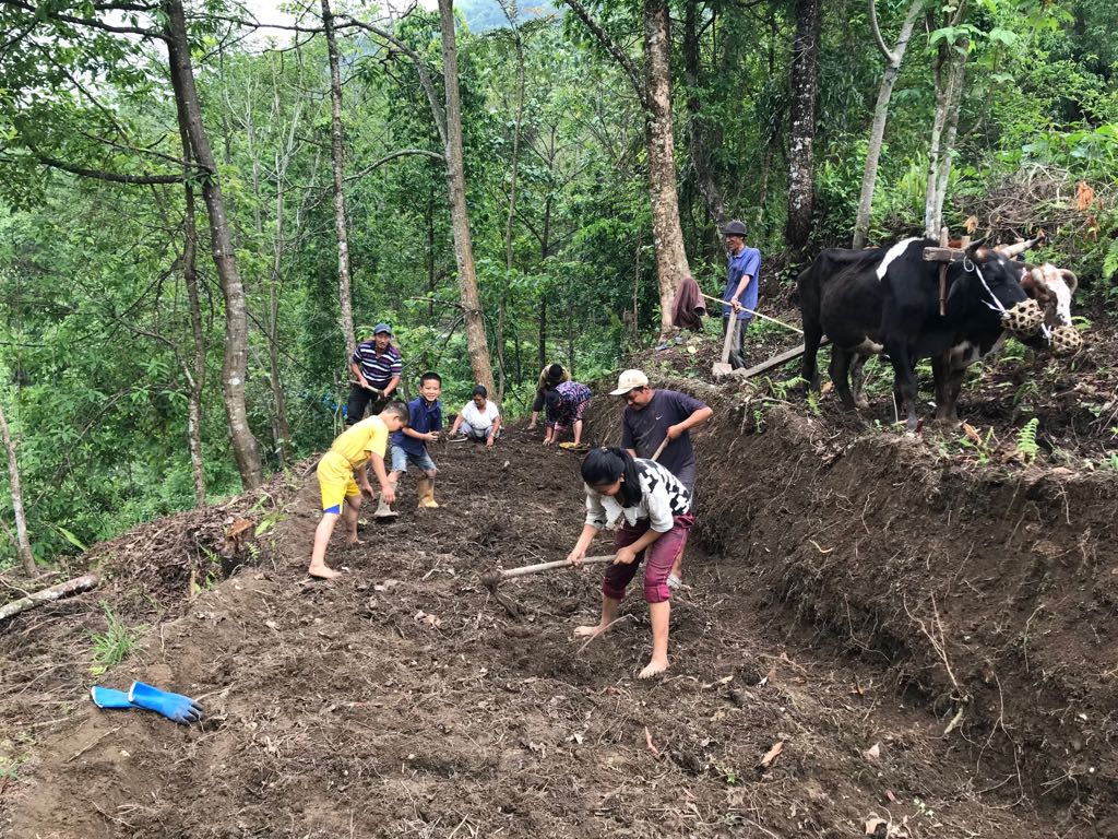 icarindia's tweet photo. Livelihood security of tribal farmer through organic ginger cultivation in Sikkim. https://t.co/J6K24vRlE6 @RadhamohanBJP @gssjodhpur @KrishnaRajMOS @AgriGoI @DOAHDF @PIB_India https://t.co/kBhUGFQLub