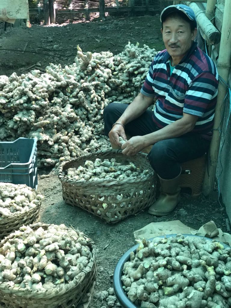 icarindia's tweet photo. Livelihood security of tribal farmer through organic ginger cultivation in Sikkim. https://t.co/J6K24vRlE6 @RadhamohanBJP @gssjodhpur @KrishnaRajMOS @AgriGoI @DOAHDF @PIB_India https://t.co/kBhUGFQLub