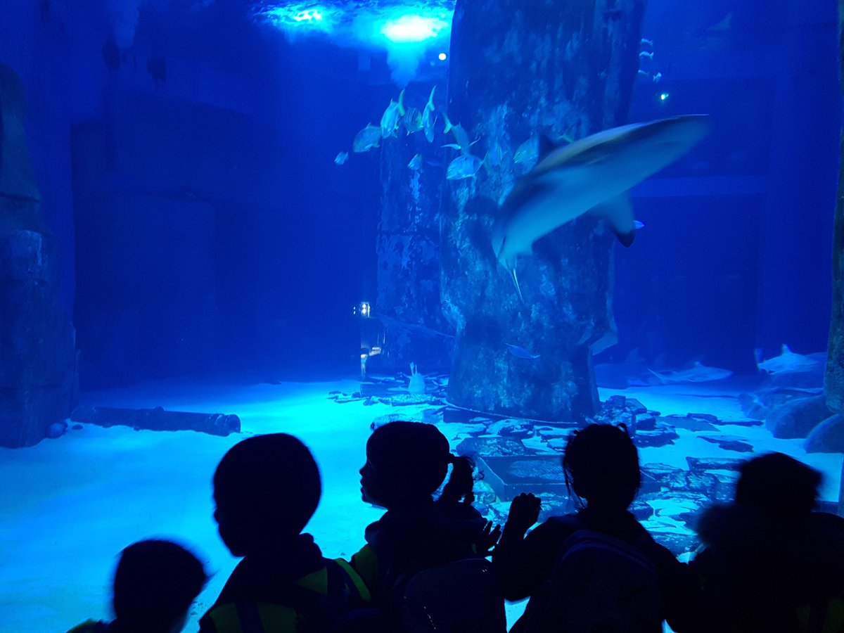 WoolmoreTweets's tweet image. Lime tree reception class had a whale of a time @london_aquarium #exploringLondon #amazingmarinelife