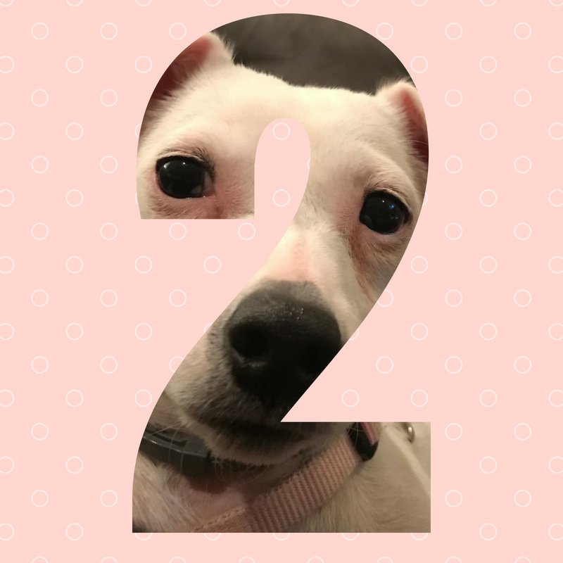 CATCstudents's tweet photo. We are two days away from a big video announcement around noon on Sunday. Check back to hear more. https://t.co/TYHxMoYzKo