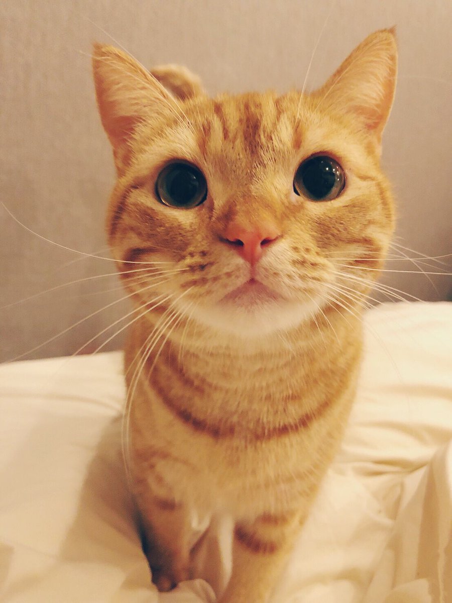 花江 夏樹 No Twitter 久しぶりのみそちゃん T Co Iamnwaoaev Twitter 花江 夏樹 No Twitter 久しぶりのみそちゃん T Co Iamnwaoaev Twitter