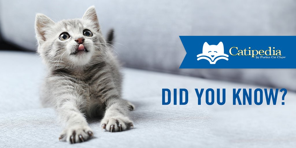 Purina Cat Chow on Twitter: "How do you show her you’re not kitten