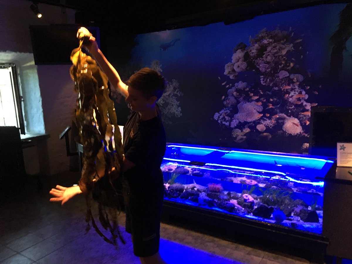 Akvariet On Twitter Hanna Holds The Touch The Sea Activity Klappahavet At The Maritime Museum Aquarium The Visitors Come In Close Contact With Sea Stars Sea Urchins Anemones And Lots Of