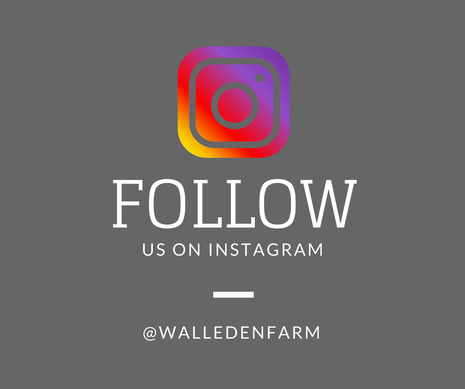 WallEden's tweet photo. https://t.co/eCwhajmOnV