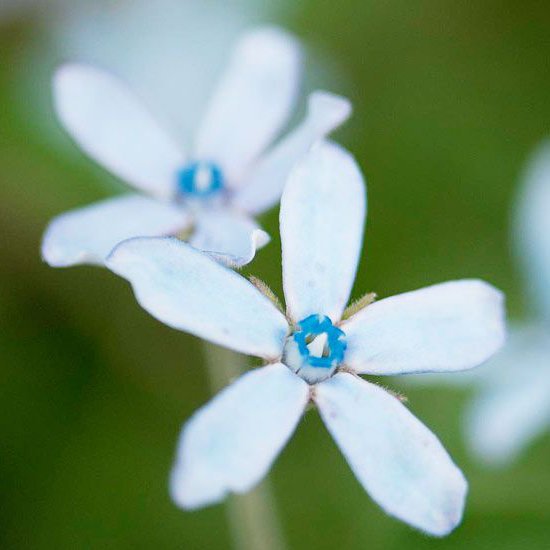 創作に使える花ことば on X