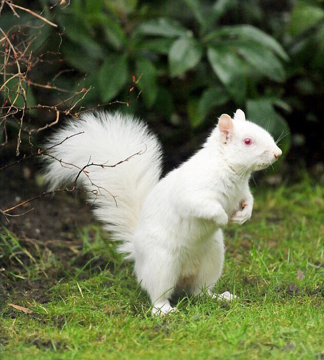 NCSU Squirrels tweet media