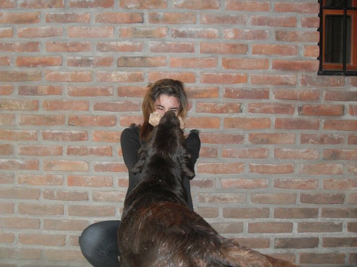 SrtaLyna's tweet photo. Hoy es un día muy difícil para nuestra familia. Anoche, sin previo aviso, perdimos a Luka. El dolor que sentimos por no tenerlo con nosotros es inexplicable. Amen y cuiden a sus mascotas cada día. Ya te extraño con todo mi corazón, perrito de chocolate. Que descanses en paz https://t.co/4hpolqsVY8