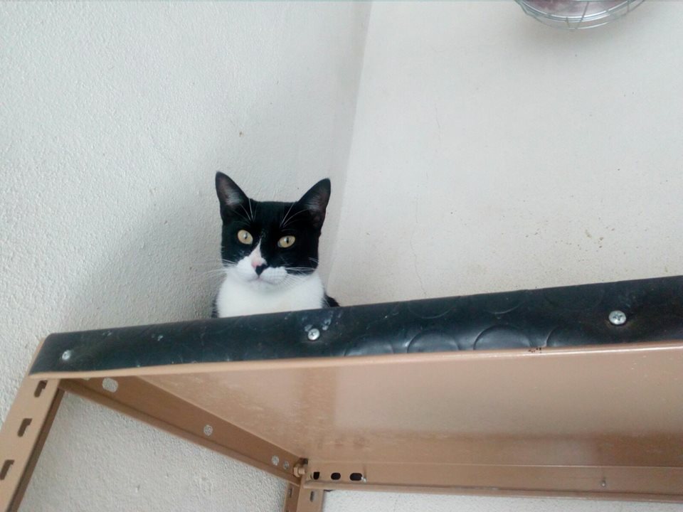 gatosdemalaga's tweet photo. Mowgli, tímido pero muy guapo. A gatos como Mowgli hay que darle tiempo y no agobiarlos en casa. Dejar que ellos se den cuenta quién los cuida y de repente un día se nos acercará y nos dará una cabeceada o un miau que nos dejará locos. y así nos ganamos su corazón para siempre. https://t.co/1ILHsiLSfK