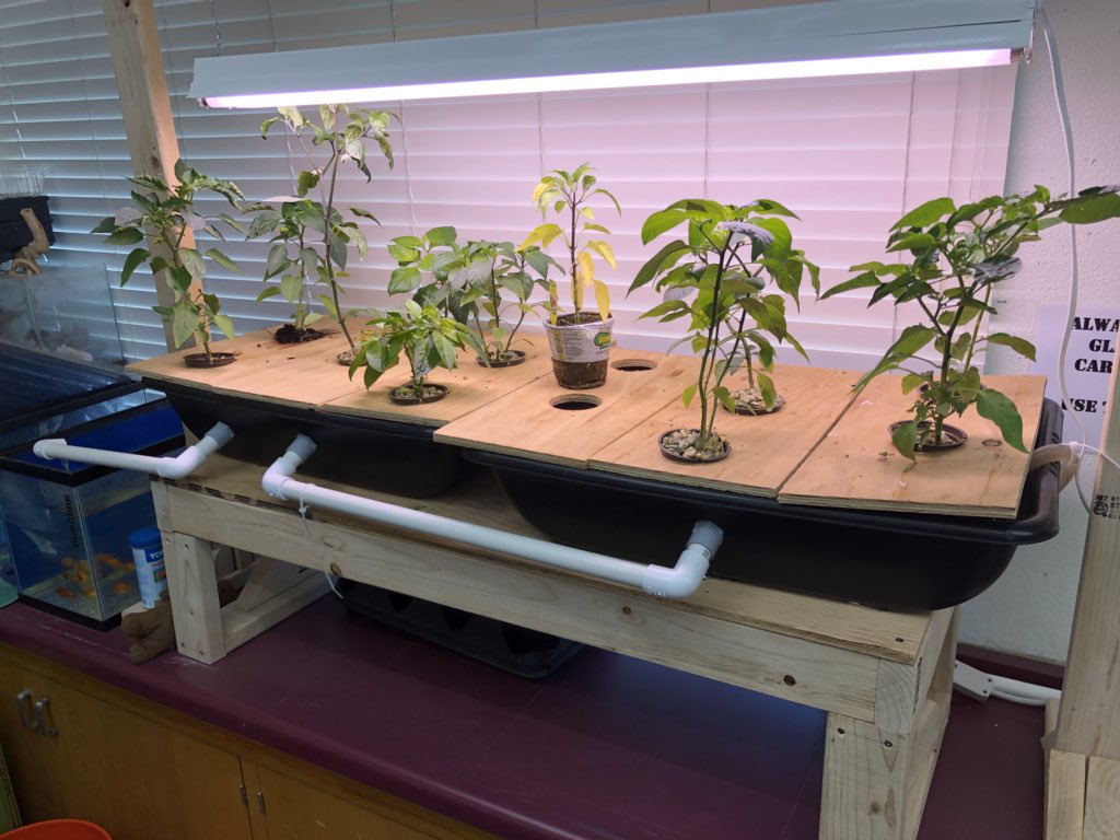 _wharris's tweet photo. Collaboration between high school Mr. Towne and 6th grade Mr. Rodriguez @STEMacademyRUSD @rsahighschool Hydroponics system and thriving plants and goldfish! #Androids https://t.co/0ZeQmgajOh
