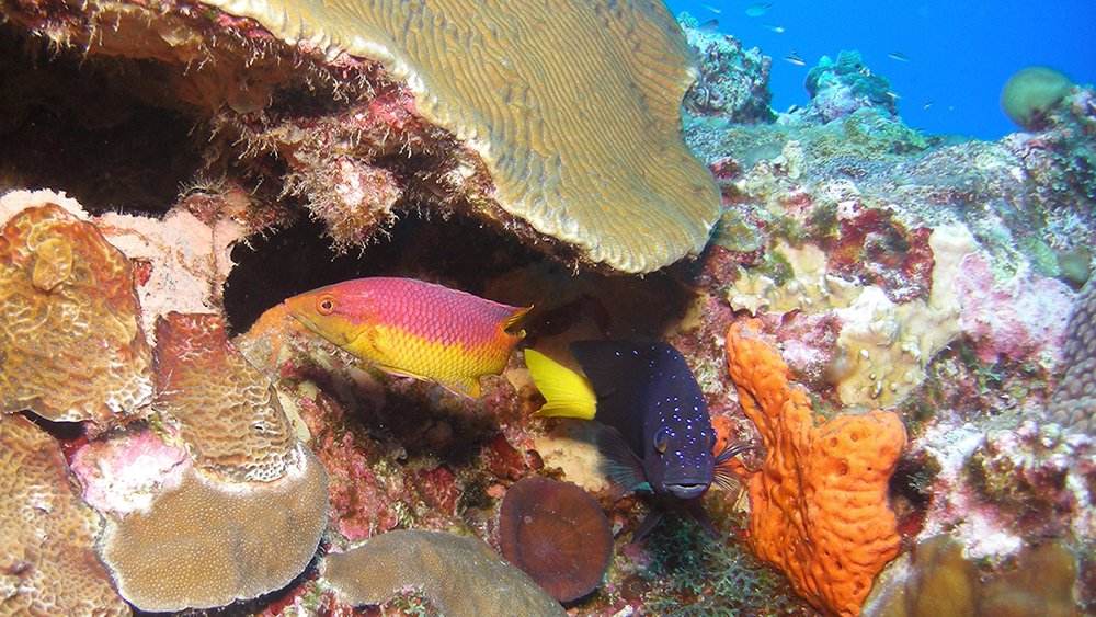 a pink and yellow fish and a blue fish swimming around a reef