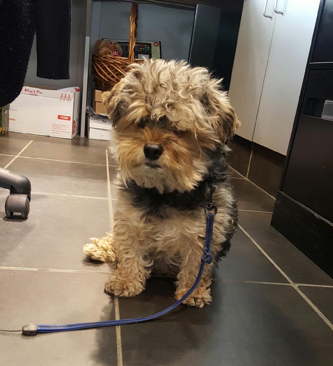 Sherwoodhonda1's tweet photo. It's #NationalBestFriendsDay so we need to give a shout out to our best friend! This is Gino, the @Sherwoodhonda1 fur baby & best buddy of everyone here! If you come for a visit, hopefully you'll get to meet and see why he's everyone's favourite buddy! #Honda #Love #Shrpk #dog https://t.co/nnlUeA4duY