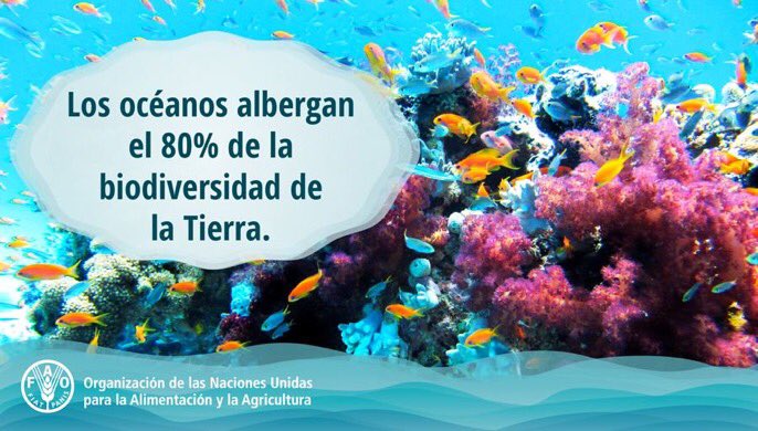 🌊Los océanos cubren el 70% de la superficie de la Tierra y son el ecosistema más grande de nuestro 🌍

#DíaMundialDeLosOcéanos #SalvemosLosOcéanos