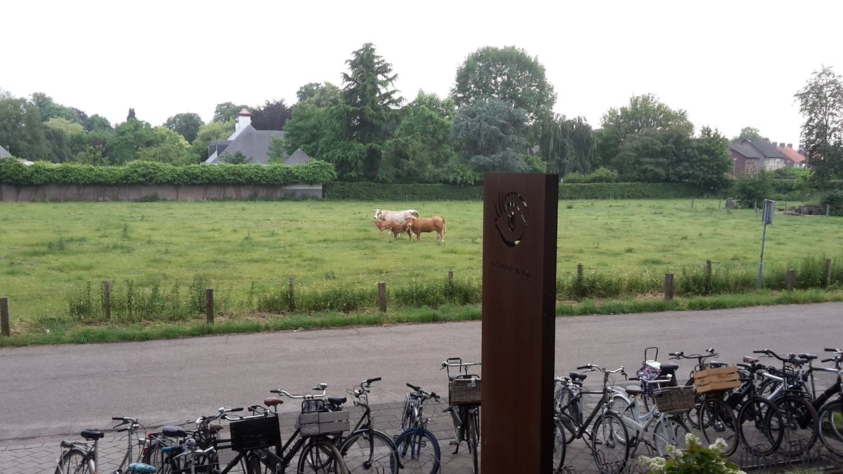 Koeien genieten van de muziek van de fanfare Sint Cecilia in Helden  bij de uitreiking  @RaboPML Clubkas campagne