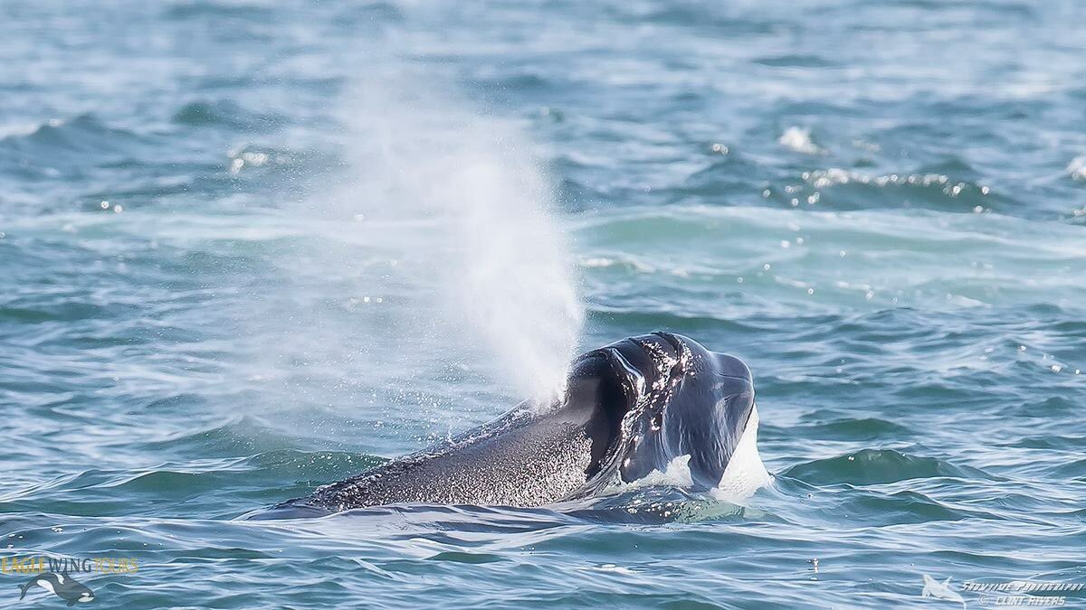 eaglewingtours's tweet image. On this #WorldOceansDay a reflection on the fine line that divides air and sea. Both worlds worth protecting. 
#wild4whales