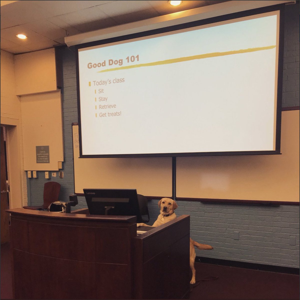 UNC's tweet photo. Professor Splenda is pretty fair in the classroom...as long as you give her lots of tummy rubs! 🐶 [📸: @BellTrevor @UNCMJschool] #BarkTheSound https://t.co/YIn0NMMua9