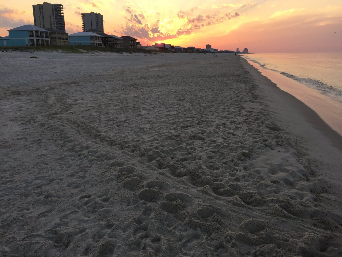 Turtle_watcher's tweet image. 2 false crawls last night. Both #seaturtles were harassed by tourists with flashlights. Neither one nested. 10 years of doing this and it still is upsetting