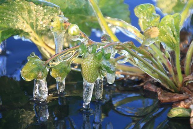 NSToday957's tweet photo. "There is no question, this had a very severe impact and it will be revealed next year when people will not be able to make the amount of #wine they projected," says @Benjamin_Bridge co-founder Gerry McConnell abt #frost damage to grapes. #NSfarms #NovaScotia https://t.co/59OrNDBoY1