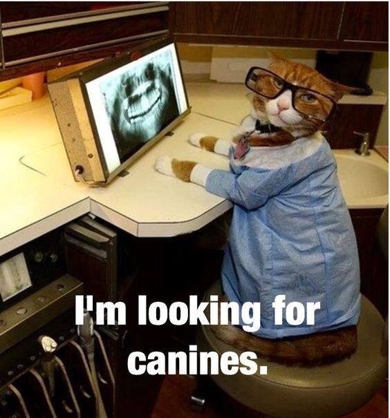 KavanaughDDS's tweet photo. Looking for canines! 🐕 https://t.co/vldsZLk6we