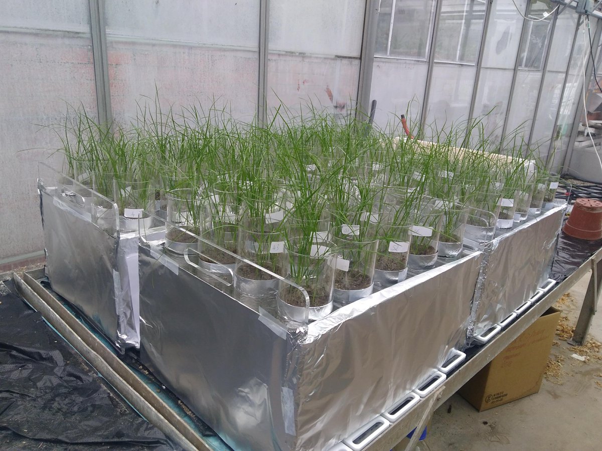 Michaela_Reay's tweet photo. Happy I have managed to grow some grass ready to apply 15N-urine later this month! The first thing I have grown to survive longer than a week! #greenfingers #grassland #Ncycle @DOMInFreshwater https://t.co/msrQFMRup1