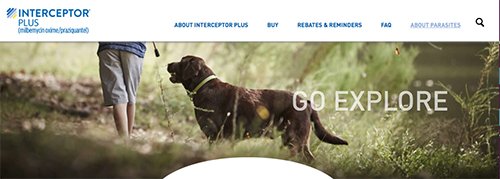 SOSLabRescue's tweet photo. Well look who we found over on the #InterceptorPLUS website. Kodah from Team Chocolate! @D0GSAREFAMILY @dogcelebration @dogs https://t.co/xZVxjh8Rtu