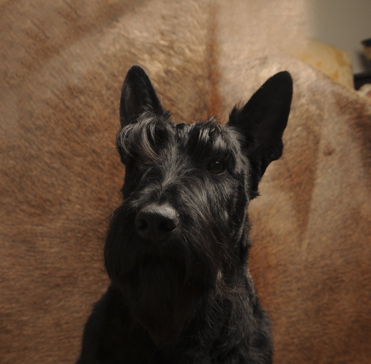 THINREDLINE1's tweet photo. Office dog #portrait #thinredlinedesign #damnallthateagerness https://t.co/oxhE2koHNe
