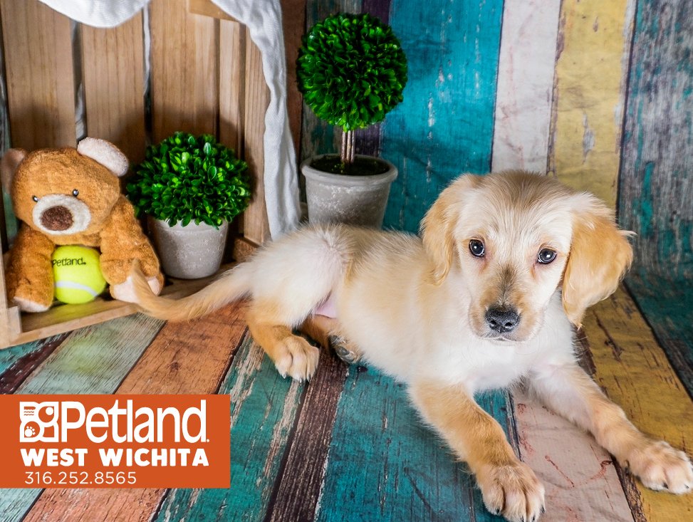 Petland West Wichita On Twitter This Is A Beautiful Light Golden Retriever That Has A Champion In Her Bloodline Who Is Very Affectionate Come To 3520 N Maize To Meet Her Today