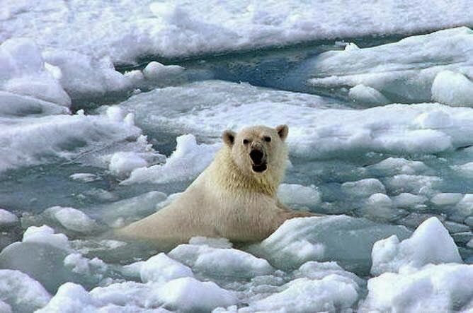 TheWaveProject1's tweet image. Una de les moltes conseqüències de l’#escalfamentglobal és el desgel dels casquets polars del Pol Nord #salvemelplaneta