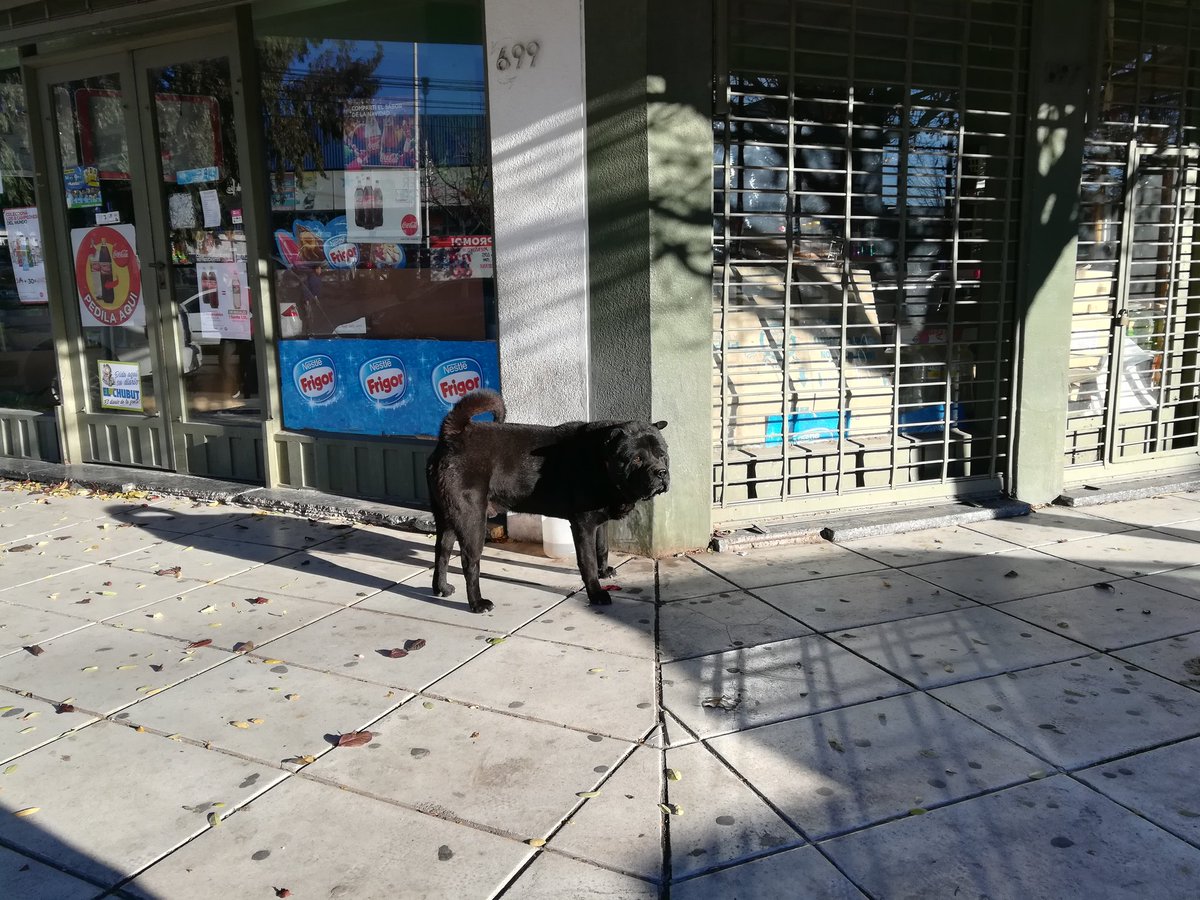 barciaml's tweet photo. Este perro está perdido en Sob Nacional y Belgrano, tiene collar rojo, esta perdido. Pregunte en la veterinaria y me dijeron que el dueño vive en Calle Ameghino, lástima que no.mostró interés de retenerlo.RT Por favor.@adatasur @sarumateos @vanesa_lev @rperiodismo @JornadaWeb https://t.co/DejaC6HBpY