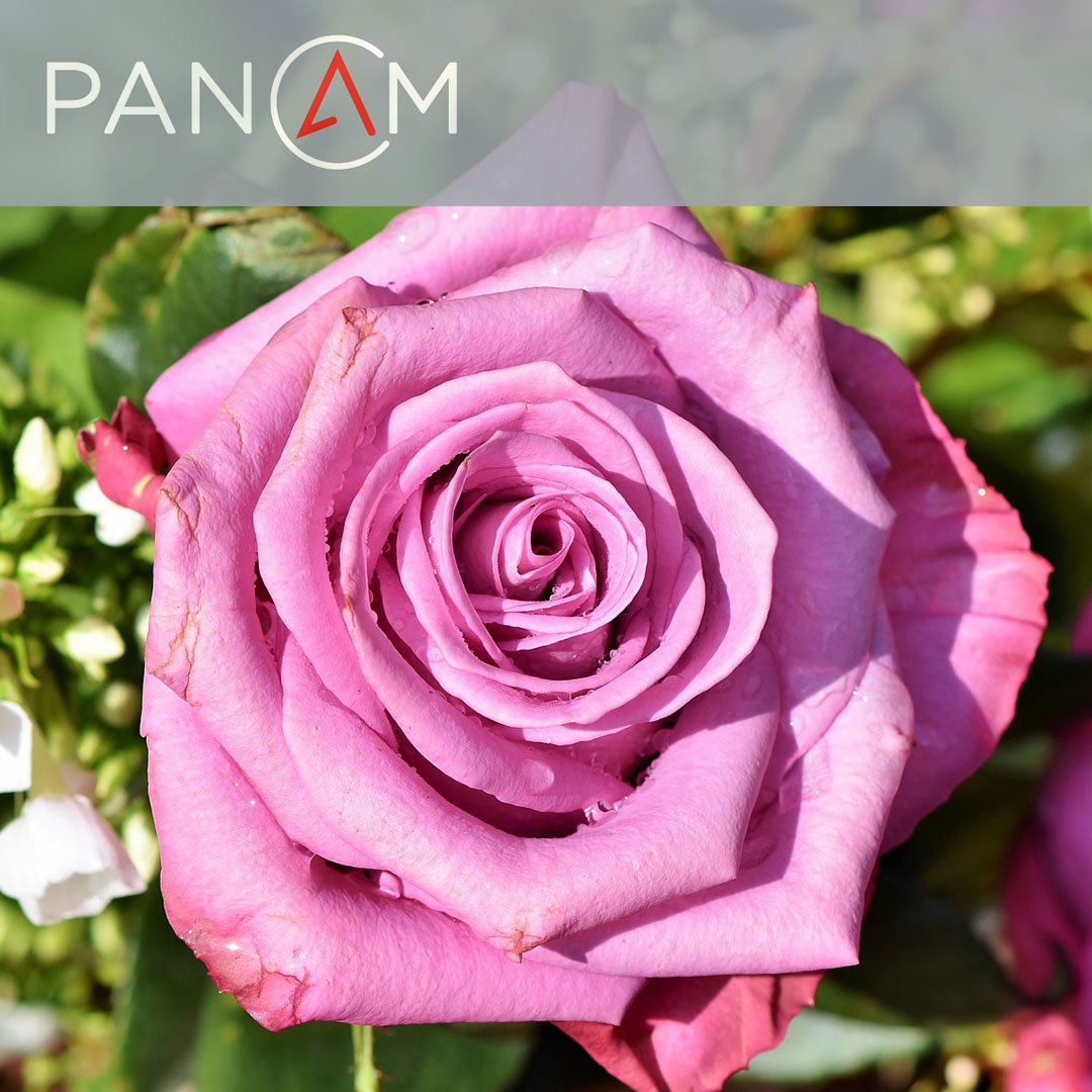 PanAmEquities's tweet photo. Come immerse yourself in a sea of roses this weekend (6/9-6/10) from 11:00 a.m.- 4: 00 p.m. at the New York Botanical Garden. Celebrate the peak of the Peggy Rockefeller Rose Garden’s spring color while enjoying tours, live music, refreshments, and more! 🌹 https://t.co/DTguoywcKX