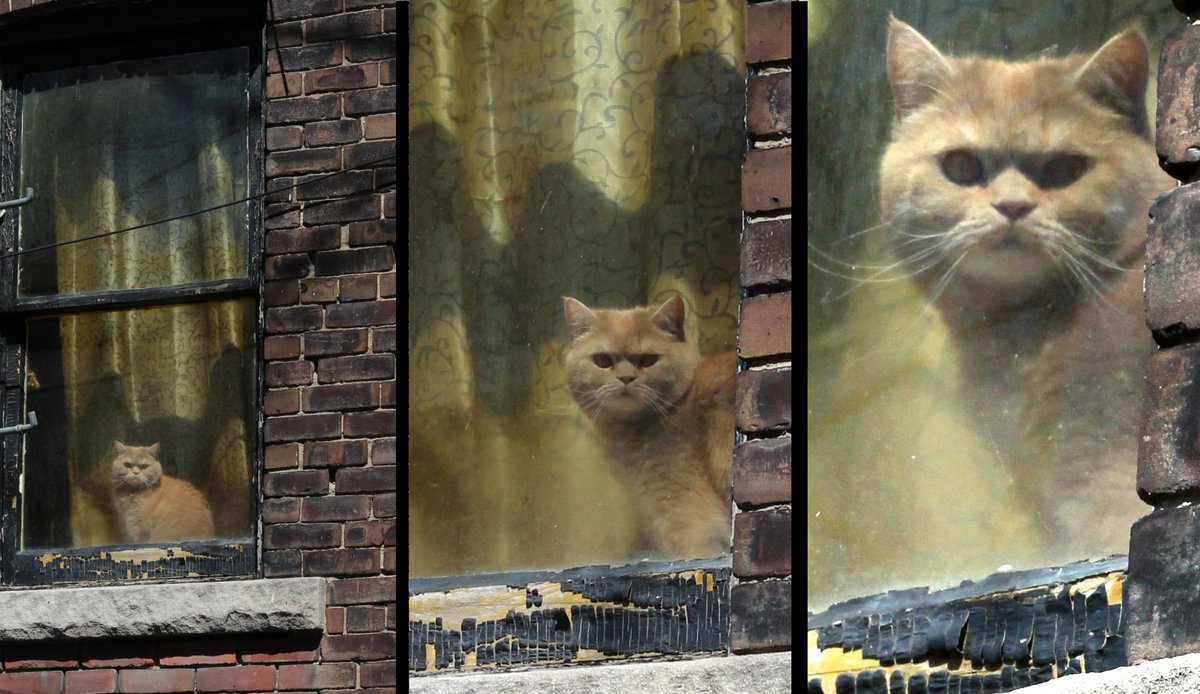 Stern Cat wants to know if you have your Stories You Have Never Heard Before tickets yet! eventbrite.ca/e/stories-you-…