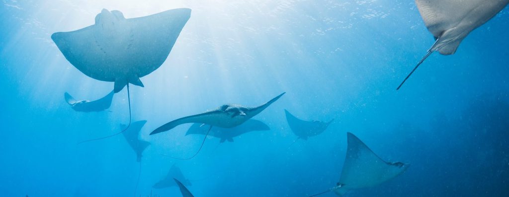 BREEF242's tweet photo. Happy World Oceans Day https://t.co/FtsttRMsQh https://t.co/qroEb52lWy