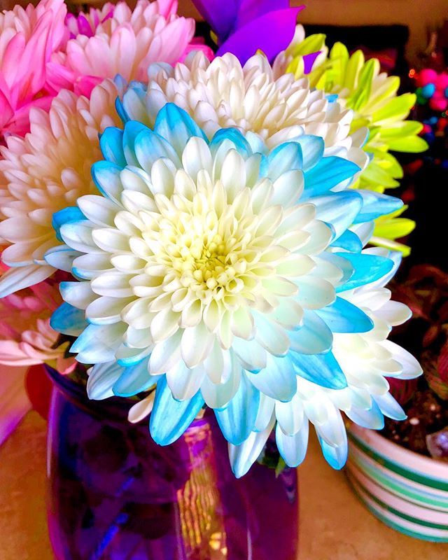 RobinMeadDesign's tweet photo. Beautiful Boquet.. I turned this into a paintng in procreate and #brushstroke.. #flowers  #flower  #boquet  #stilllife  #stilllifephotography  #colorfulhome  #passioncolorjoy  #makersmovement  #makers  #create  #digitalart  #digitalpainting  #createevery… https://t.co/MtkB8brwIu https://t.co/7jeYOCd38z