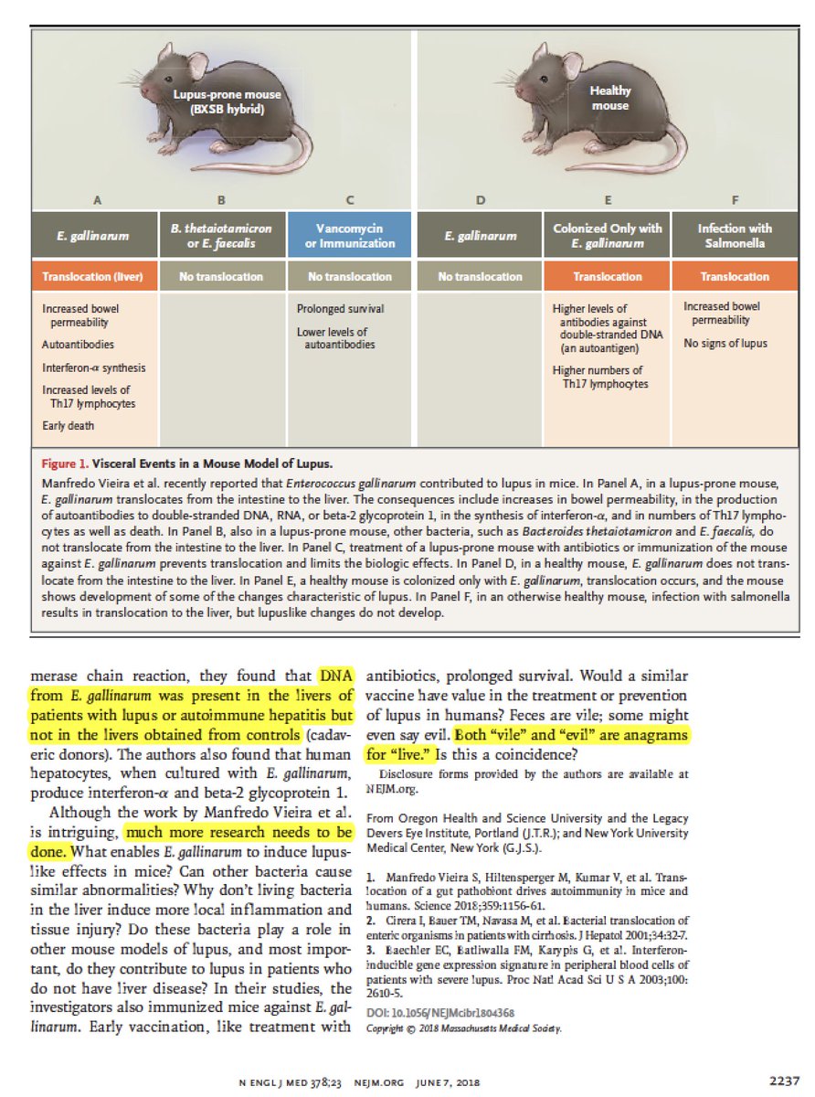 EricTopol's tweet photo. How a gut #microbiome constituent might trigger the autoimmune disease of lupus #SLE https://t.co/OglmtKzV7h @NEJM https://t.co/KyDATbXIRZ