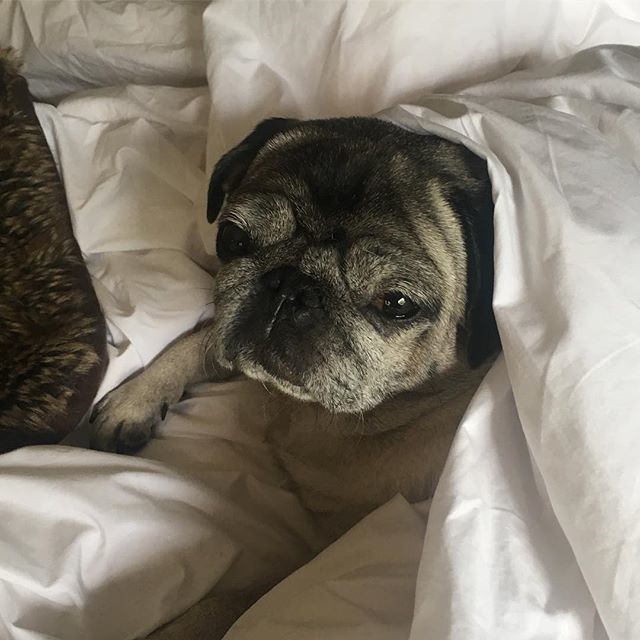 jevansinteriors's tweet photo. Paloma is ready for the weekend! .
.
.
.
.
#johnevansdesign #palomafriday #interiordesign #interiordesigner #interiordesignerslife #pugfriday #pug #pugs #pugsofinstagram #dog #dogsofinstagram #weekend #friday #fridaymood #dogsofinsta #puglife #design https://t.co/9A011iCncO https://t.co/DqKcFTE8dB