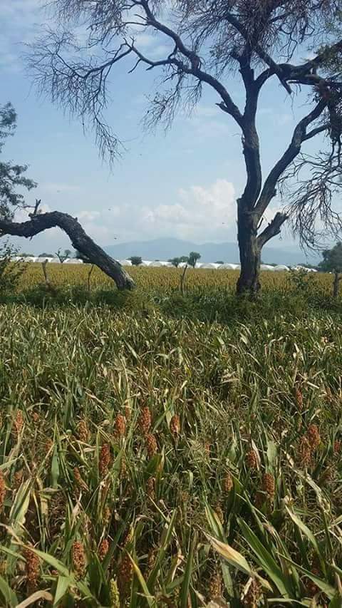 LuisAlbertoPadi's tweet photo. #ZacoalcodeTorresJal., 2 meses sin lluvias, #ChiautladeTapiaPue., 3 meses sin lluvias y 6 meses sin lluvias en la zona #tropicalhúmeda de Puebla nuestros clientes cosecharon... https://t.co/AtbdJ30zrE