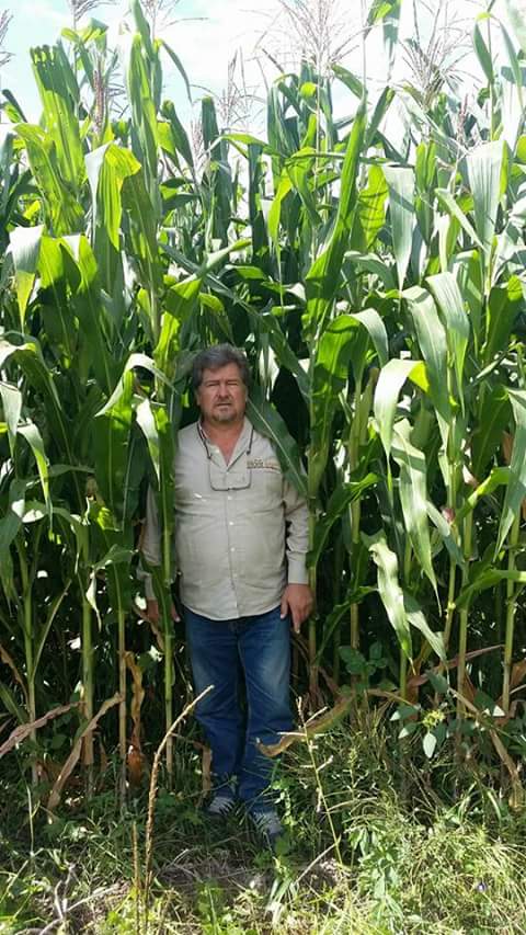 LuisAlbertoPadi's tweet photo. #IxtlahuacándelosMembrillos, temporal en Jalisco, Hugo Benavides cosechó 15 tons/ha... https://t.co/6LxYMqPfq7
