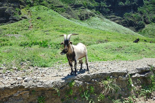 joetographr's tweet photo. Sadly I will never look as almighty as this guy 
#LeGOAT
#FML
#GreenIsland
#TheGOAT https://t.co/S0U675VqKf https://t.co/OXee1ljMfb