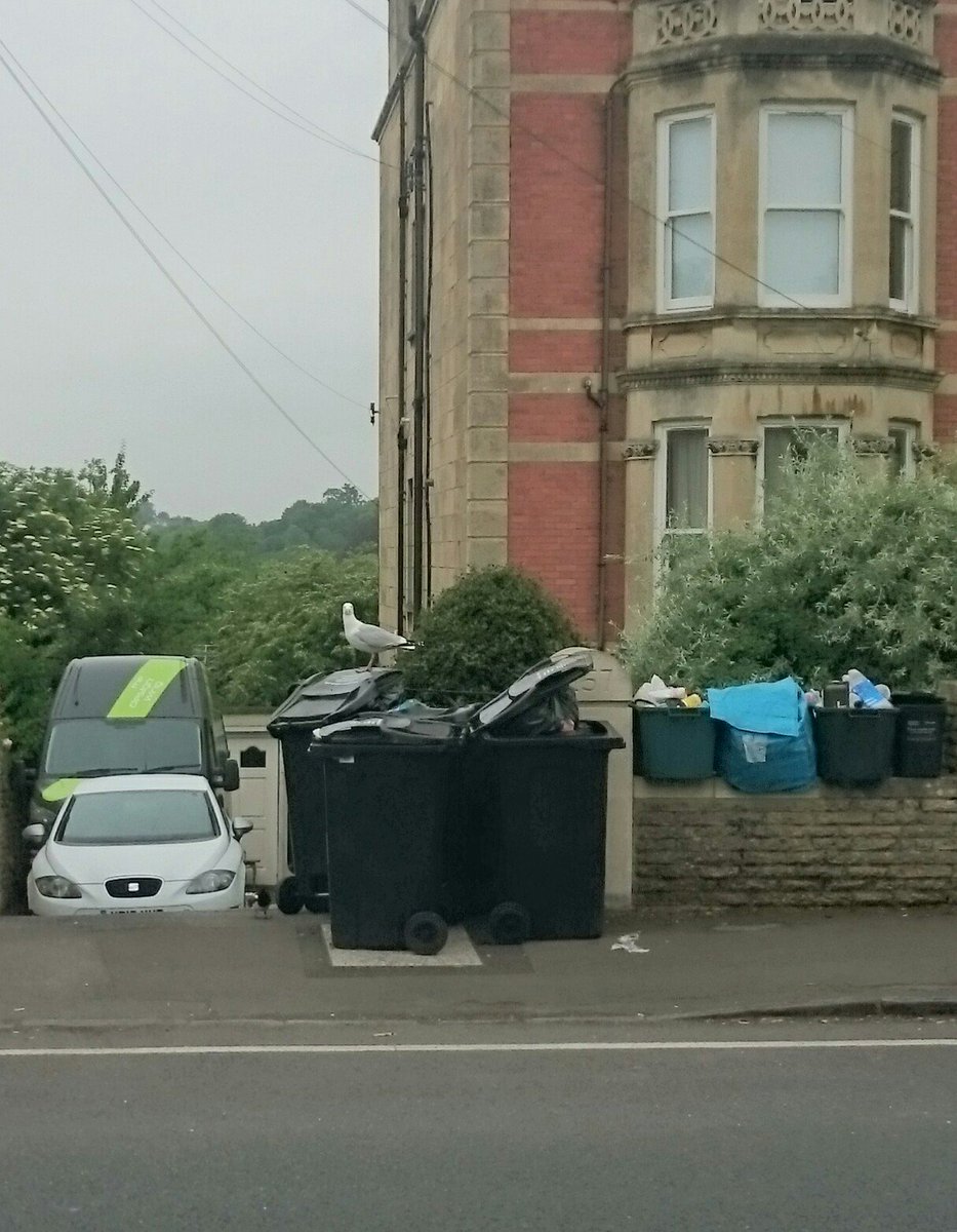 Jonesyblog's tweet photo. This is why the council doesn't want us to overfill our bins! #gulls #gullproblem #recyclemore https://t.co/ViYbsR77ci