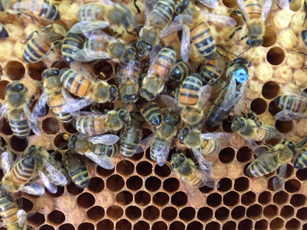 Blak_Outside's tweet photo. #Home sign as part of @Waterloofestiv is apt for my #apiary as that’s where #QueenMay and her #colony live. They’ll be plenty of #forage for #pollinators if you #sow #wildflowerseeds. We’ll have some @OpenSquares @PeabodyLDN #Blackfriars 12-5pm 09.06.18 🐝🦋 https://t.co/0r8B0mIWfs