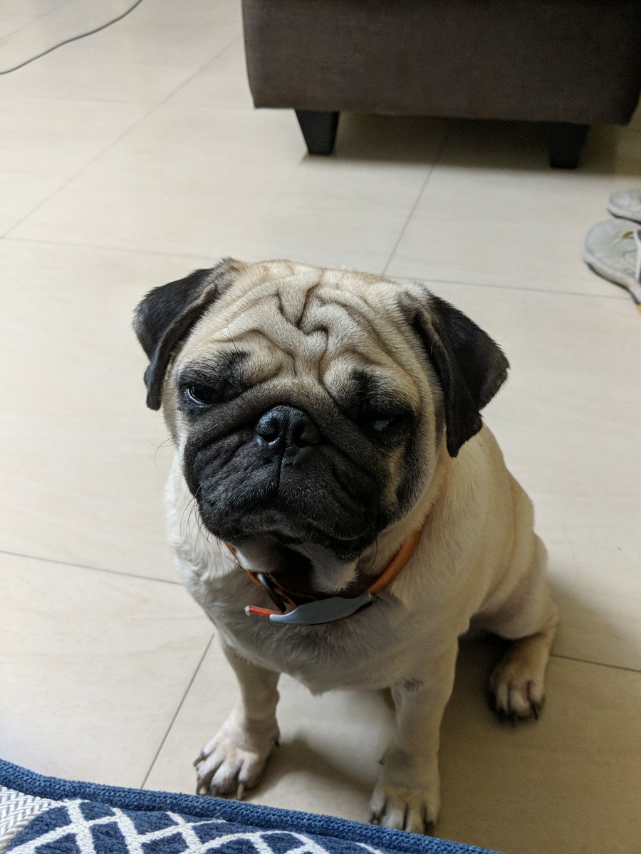 dhanyarajendran's tweet photo. Sadness. Not allowed to climb on new sofa. https://t.co/tiBceNN5HQ