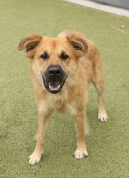 Did you like Brodie the best? Check out his profile for adoption here:

ws.petango.com/webservices/ad…