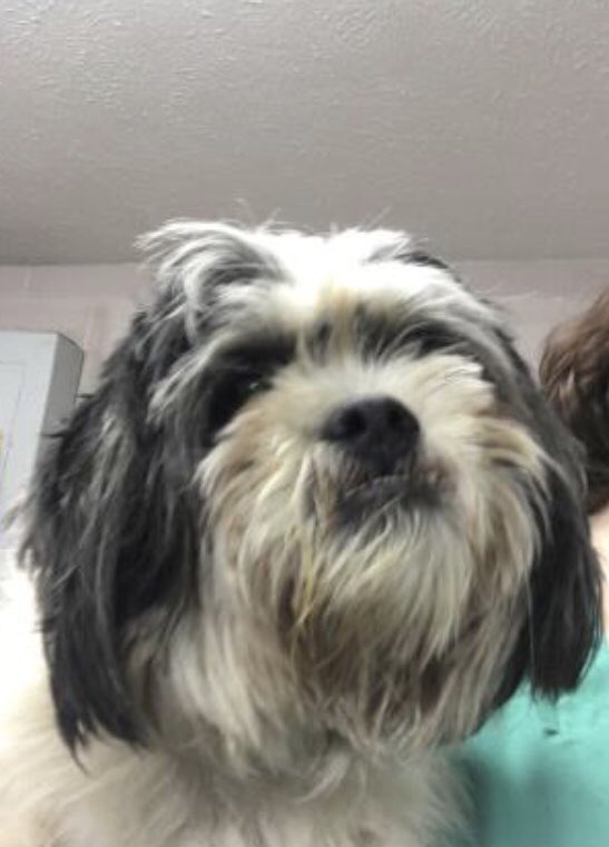 Did you like Oreo the best? Check out his profile for adoption here:

ws.petango.com/webservices/ad…
