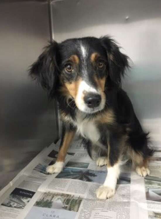 Did you like Scout the best? Check out her profile for adoption here:

ws.petango.com/webservices/ad…