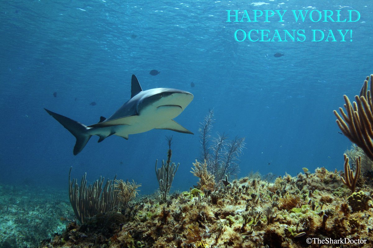 TheSharkDoctor's tweet photo. Happy World Oceans Day! The ocean is a key part of our life and we need to do everything we can to protect it. From little to big, all creatures matter in helping to maintain the delicate and intricate balance of our seas.
#worldoceansday #oseas #conservationcrew #sharkweek https://t.co/ddJu7laq9r