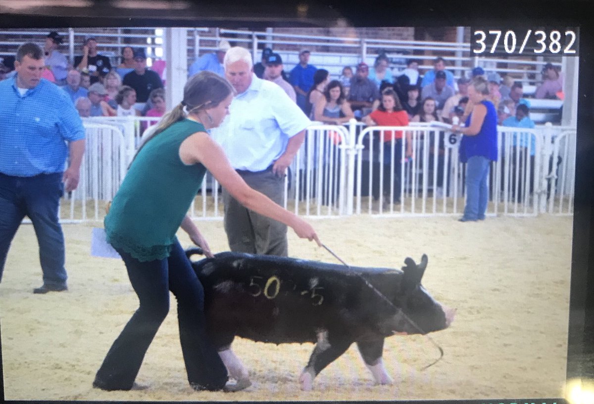 jen_vrbka's tweet photo. That a girl!!! Class winner at World Pork Expo - class 5 Berks! Hard work and dedication pays off!!! #WPX18 #vrbkalivestock https://t.co/nrnxhMBmAv