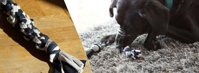 "Les puces et tiques : le cauchemar des chiens et chats !" goo.gl/tgZNeZ