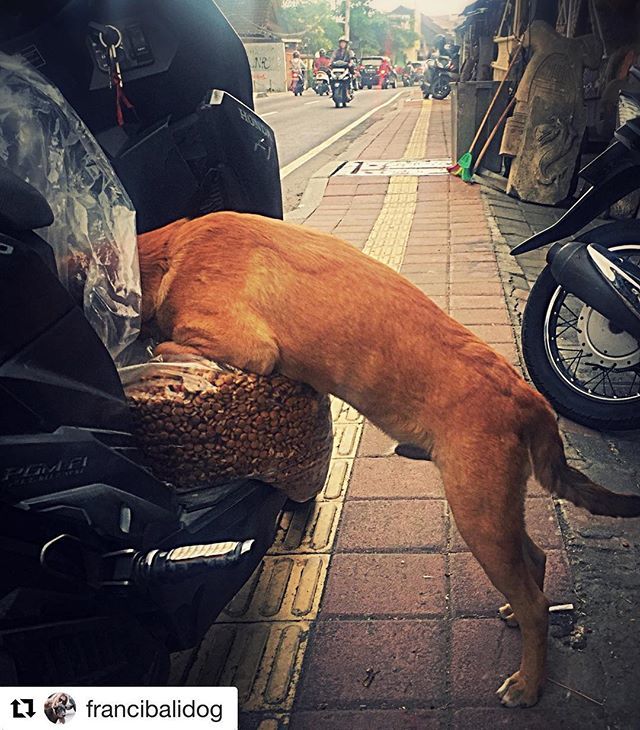 ILoveBaliDogs1's tweet photo. #Repost @francibalidog with @get_repost
・・・
I cannot wait longer! 🐾
#mealtime #ontheroad #dogsfeeding
@ilovebalidogs #savebalidogs #bali #rescuedog #straylove #straylife #rescueismyfavoritebreed #dog #adoptdontshop #feedthehungry #doglover #lovedog… https://t.co/liXOP5336V https://t.co/SN6JOtVTDm