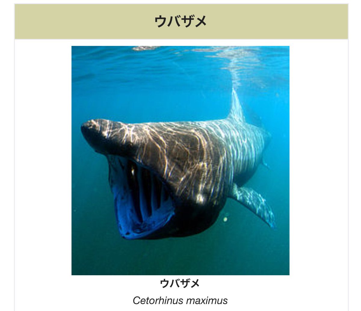 中野 בטוויטר ポニョにはデボン紀の生物らしきものがいくつも見えるので かなりサメ映画としては高度 ダンクルオステウスっぽいのもいる 中野 בטוויטר ポニョにはデボン紀の生物らしきものがいくつも見えるので かなりサメ映画としては高度 ダンクルオステウスっぽいのもいる