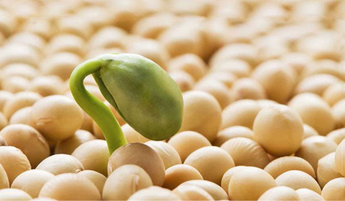 growfeedbr's tweet photo. 🌱#Imaflora #Growfeed #MoratoriadaSoja A ABIOVE (Associação Brasileira das Indústrias de Óleos Vegetais) publicou pela primeira vez os resultados das auditorias que demostram o comprometimento das exportadoras de soja junto a Moratória da soja. Confira em:https://t.co/svO02uZILk https://t.co/MCHALqMSQQ