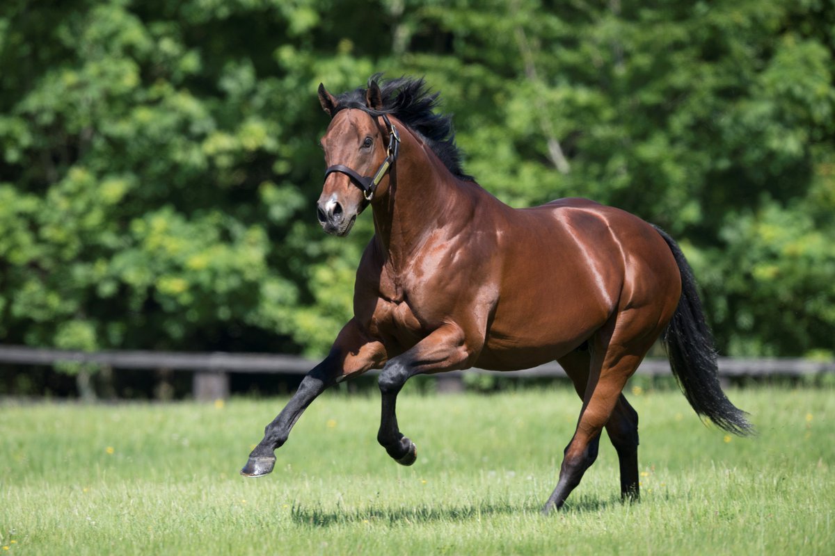 AgaKhanStuds's tweet photo. Yousini, a 2yo son of leading sire #Siyouni remains unbeaten on his second outing at @CarlisleRaces for @MprUpdates and @kevinryanracing. In less than 48 hours, Siyouni has sired a Group winner in the USA & 2 juvenile winners in Europe. #Sireonfire #Globalsuccess #Sourceofwinners https://t.co/hokkbqlh7f